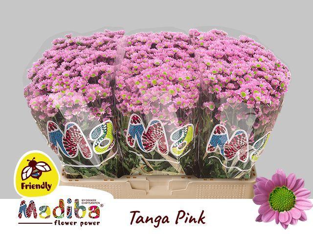 Chrys sa madiba tanga pink