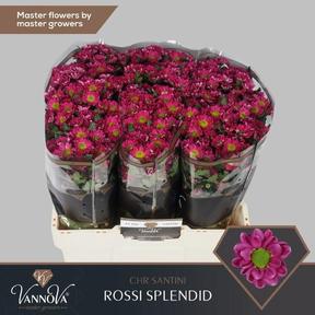 Chrys sa rossi splendid