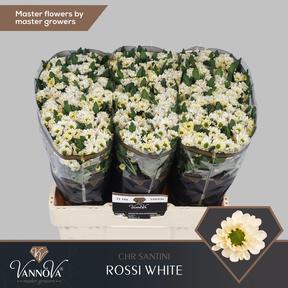 Chrys sa rossi white