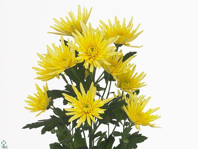 Chrys tr delianne yellow