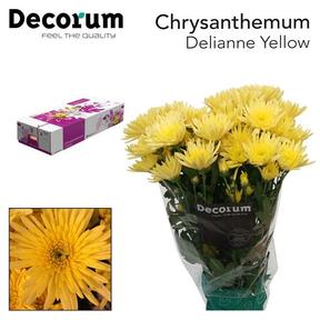 Chrys tr delianne yellow