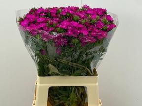Dianthus barbathus amazone neon purple