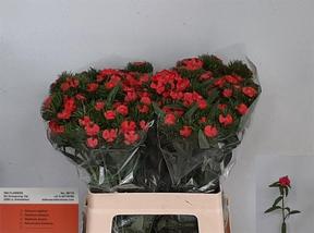 Dianthus barbathus sweet will coral