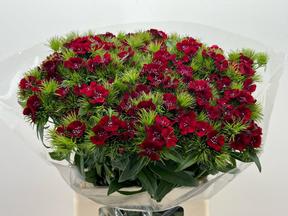 Dianthus barbathus sweet will red