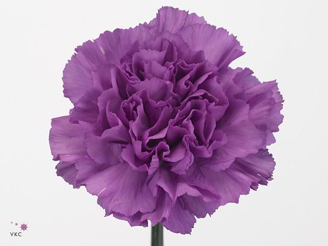 Karafiát st moonlight