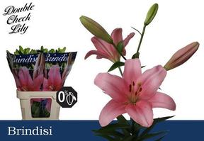Lilium la brindisi