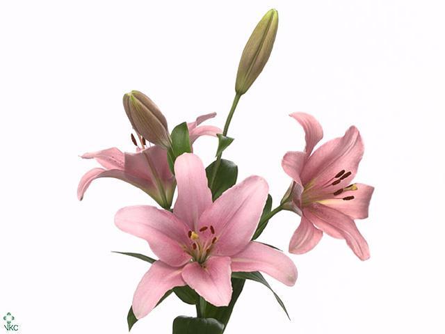Lilium la brindisi