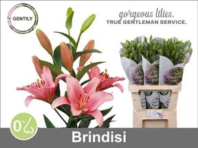 Lilium la brindisi