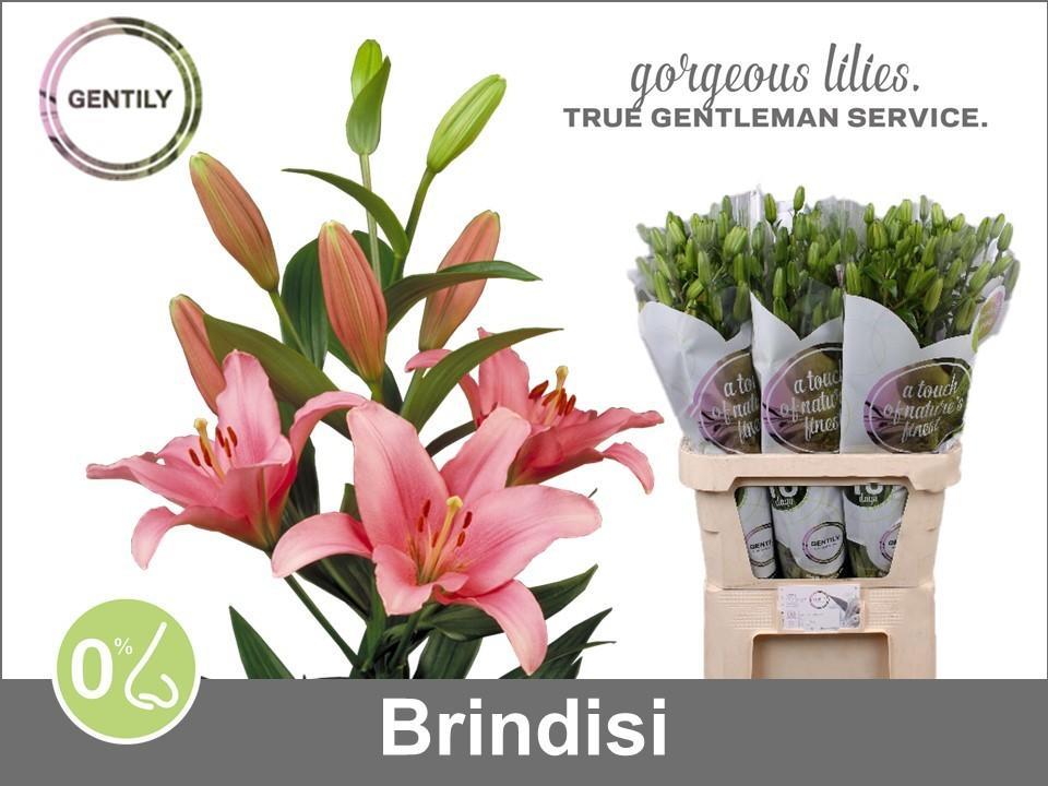 Lilium la brindisi