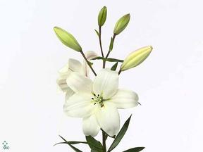 Lilium la litouwen