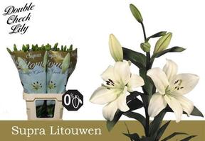 Lilium la litouwen