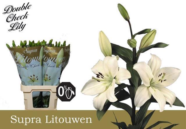 Lilium la litouwen