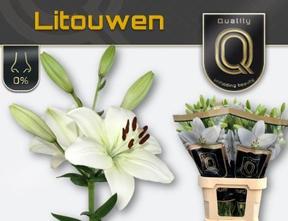Lilium la litouwen
