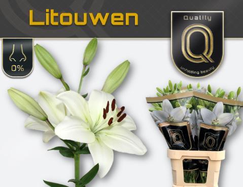 Lilium la litouwen