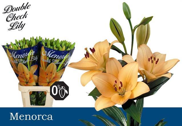 Lilium la menorca