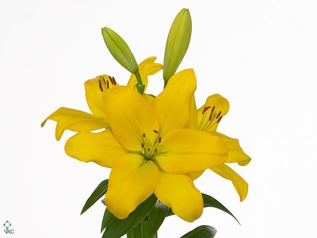 Lilium la nashville