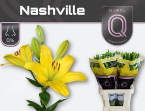 Lilium la nashville
