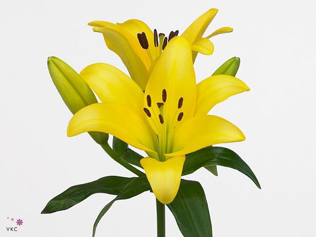 Lilium la rodin