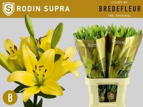 Lilium la rodin