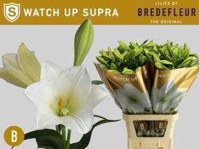 Lilium lf watch up