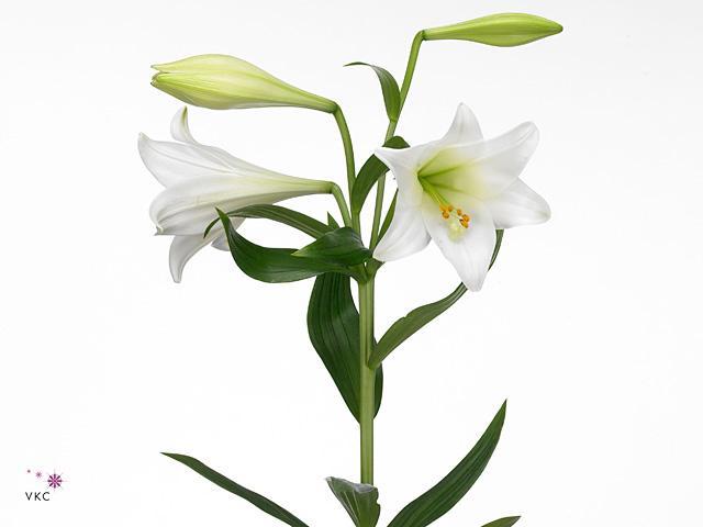 Lilium lf white heaven
