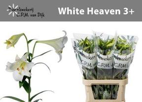 Lilium lf white heaven