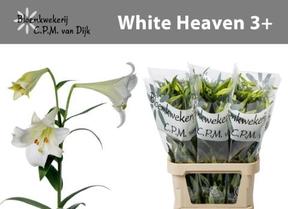 Lilium lf white heaven