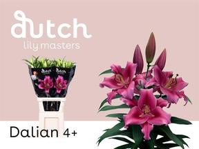 Lilium or dalian