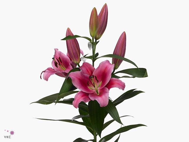 Lilium or dalian