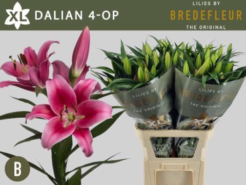 Lilium or dalian