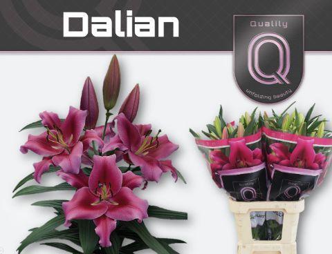 Lilium or dalian