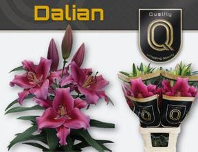 Lilium or dalian