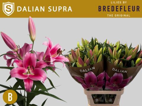 Lilium or dalian