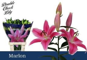 Lilium or marlon