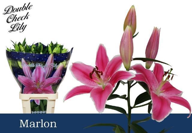Lilium or marlon