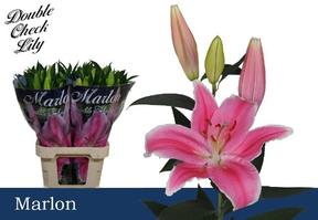 Lilium or marlon