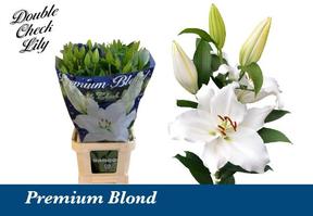 Lilium or premium blond