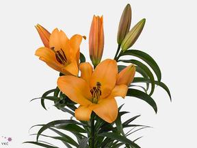 Lilium or saltarello