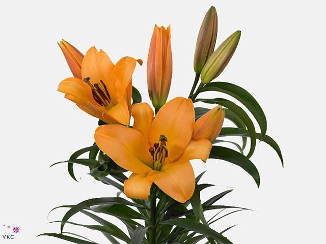 Lilium or saltarello