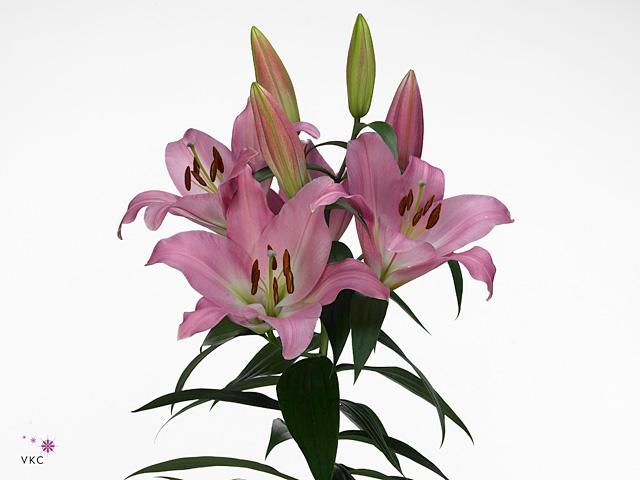 Lilium or tabledance