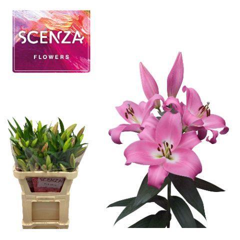 Lilium or tabledance