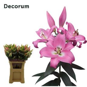 Lilium or tabledance