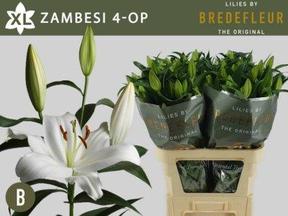 Lilium or zambesi