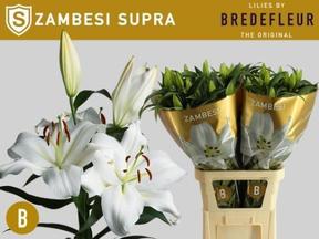 Lilium or zambesi