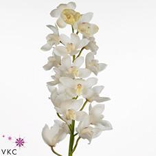 Cymbdium winterbird early