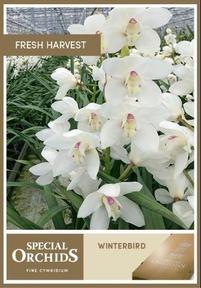 Cymbdium winterbird early