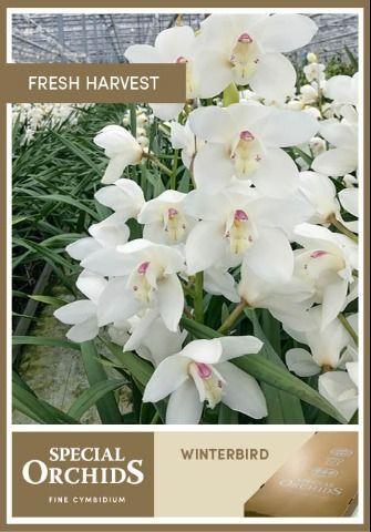 Cymbdium winterbird early