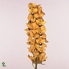 Cymbidium tak cookbridge