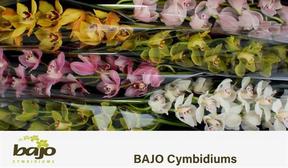 Cymbidium tak mix