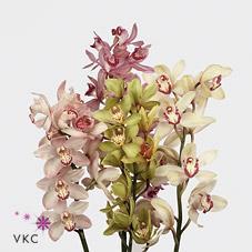 Cymbidium tak mix